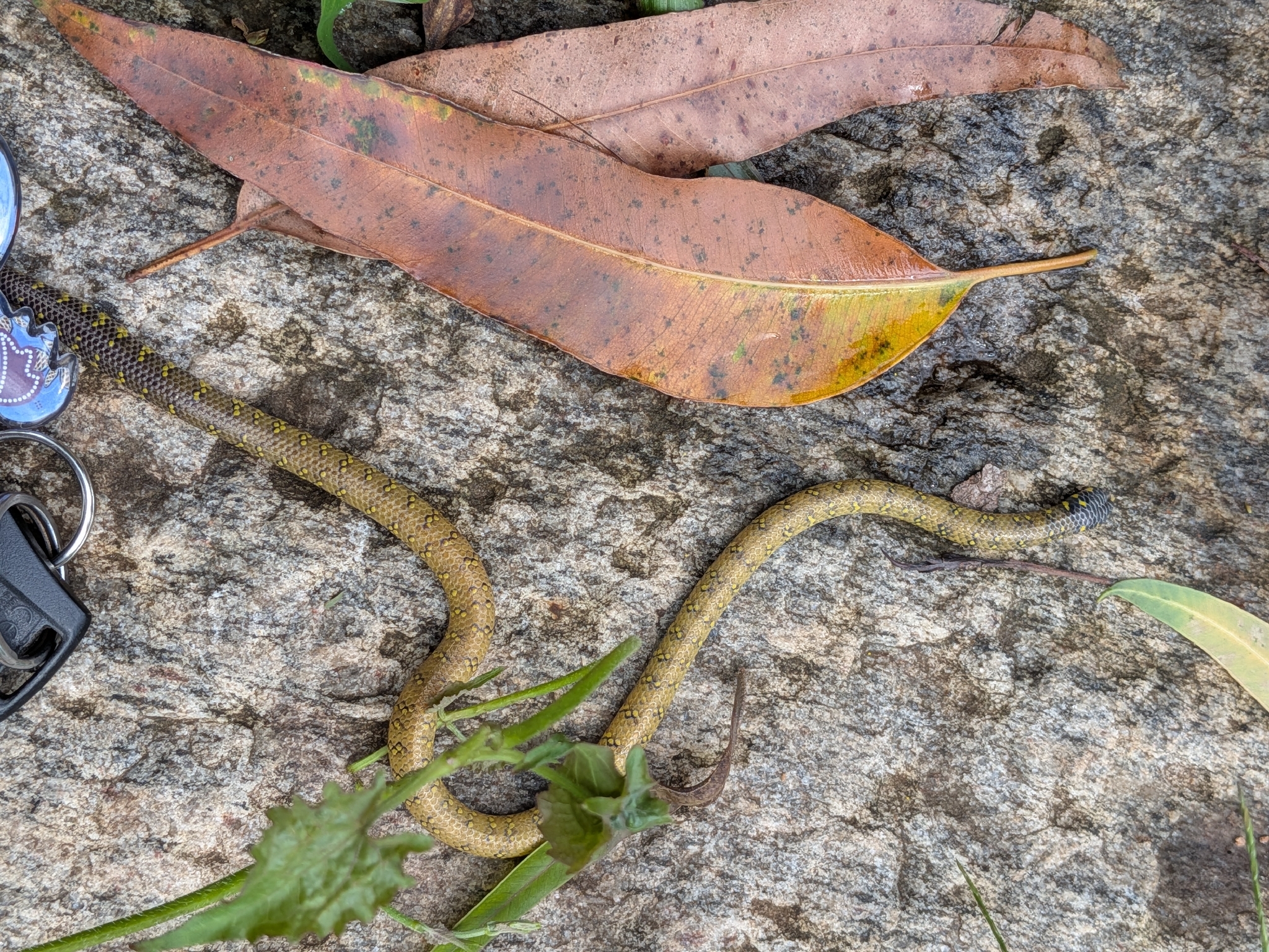 Tailspot uropeltis, Uropeltis caudomaculata