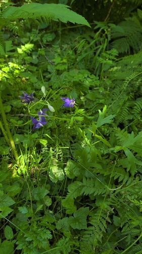Delphinium trolliifolium, photograph 1