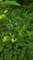 Delphinium trolliifolium, photograph (c) Conquest, some rights reserved (CC BY)