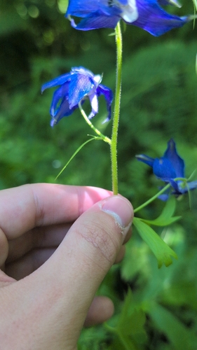Delphinium trolliifolium, photograph 6