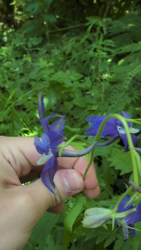 Delphinium trolliifolium, photograph 4