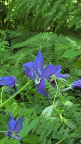Delphinium trolliifolium, photograph 3