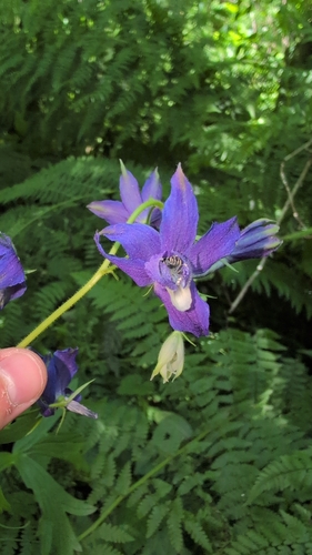 Delphinium trolliifolium, photograph 2