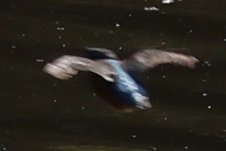 Common Kingfisher