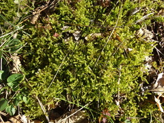 Rhytidiadelphus squarrosus