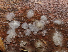 Tremella globispora