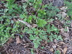 Anthriscus sylvestris