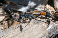 Podalonia tydei suspiciosa