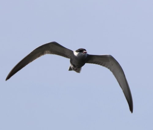 Whiskered Tern