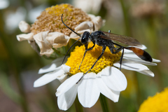 Podalonia tydei suspiciosa