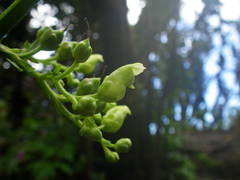 Scrophularia smithii image