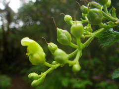 Scrophularia smithii image