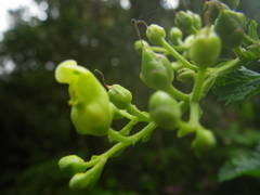 Scrophularia smithii image