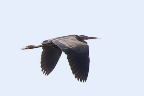 Purple Heron