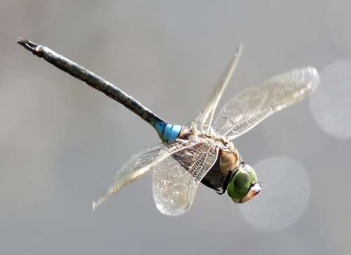 Lesser Emperor