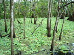 Pistia