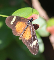 Acraea esebria