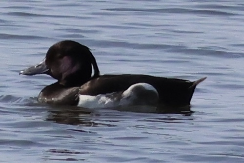 Tufted Duck