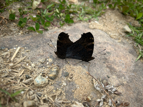 Japanese peacock butterfly