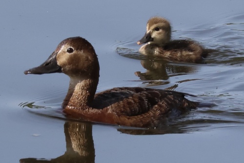 Common Pochard