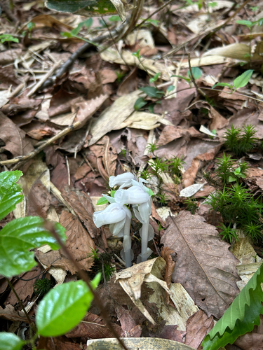 Convulsion Root
