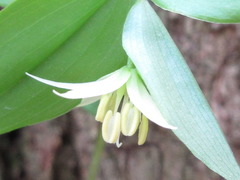 Disporum smilacinum