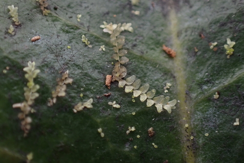 Cololejeunea ceatocarpa observed 2026-06-10
