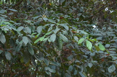 Baccaurea ramiflora