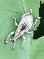 Dermatoxenus caesicollis