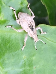 Dermatoxenus caesicollis