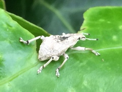 Dermatoxenus caesicollis