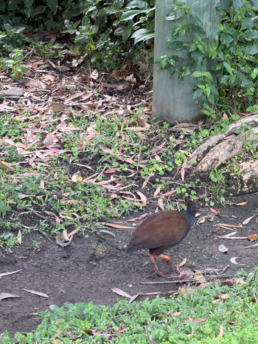 Orange-footed Scrubfowl