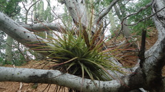 Tillandsia concolor