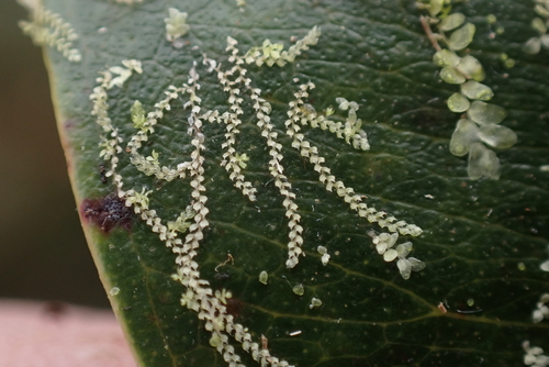 Drepanolejeunea ungulata observed 2026-06-10