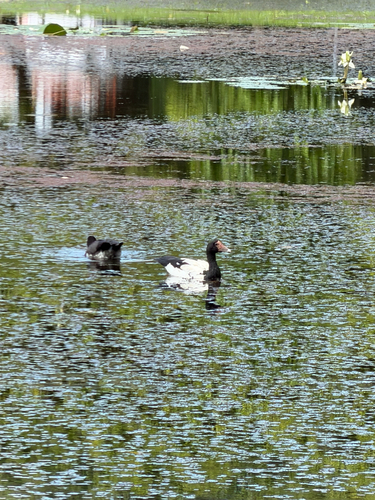 Magpie Goose