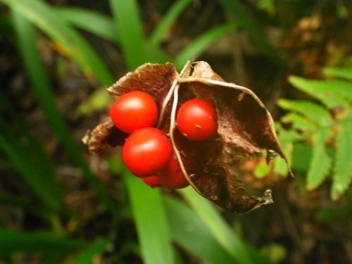 Iris foetidissima image