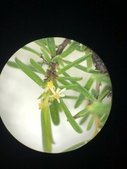 Pseudanthus orientalis