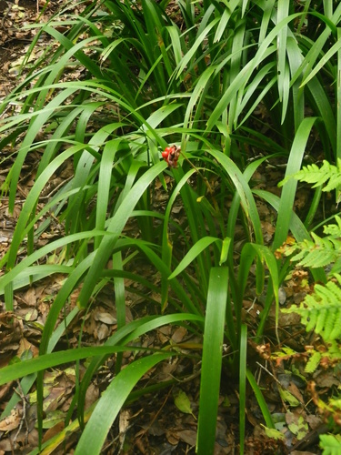 Iris foetidissima image