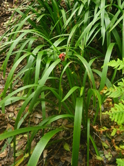 Iris foetidissima image