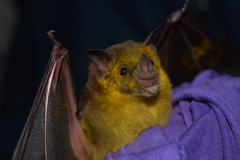 Phyllostomus discolor