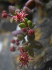 Monanthes laxiflora image