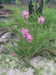 Curcuma sparganiifolia