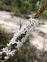 Epacris pulchella