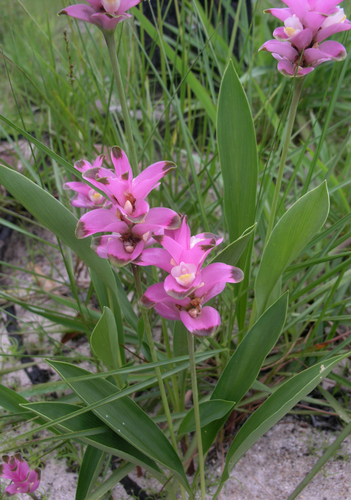 Curcuma sparganiifolia, photograph 1