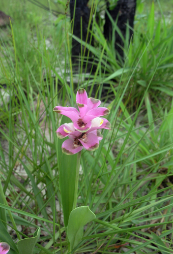 Curcuma sparganiifolia, photograph 3