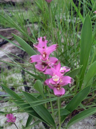 Curcuma sparganiifolia, photograph 2