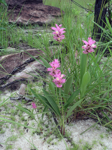 Curcuma sparganiifolia, photograph 4