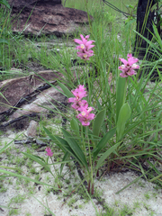 Curcuma sparganiifolia