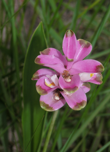 Curcuma sparganiifolia, photograph 5