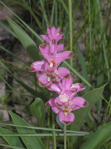 Curcuma sparganiifolia, photograph 6